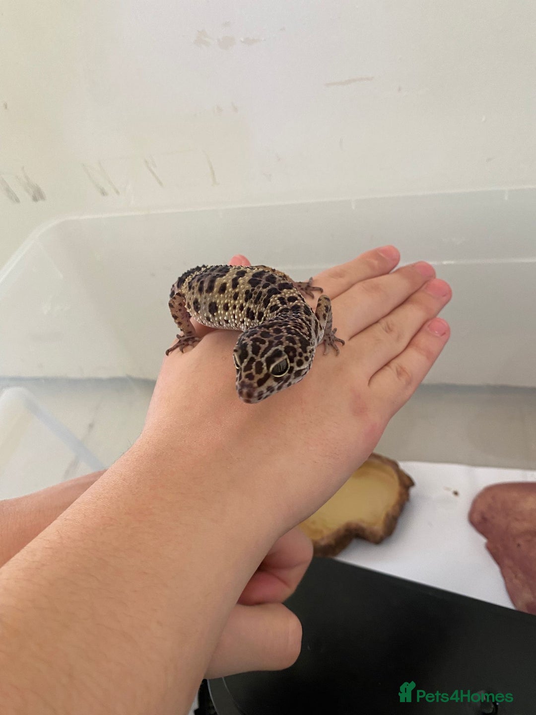 Leopard Gecko reptiles for sale: 2 year old Leo. Experienced keepers only!!  - Advert 4