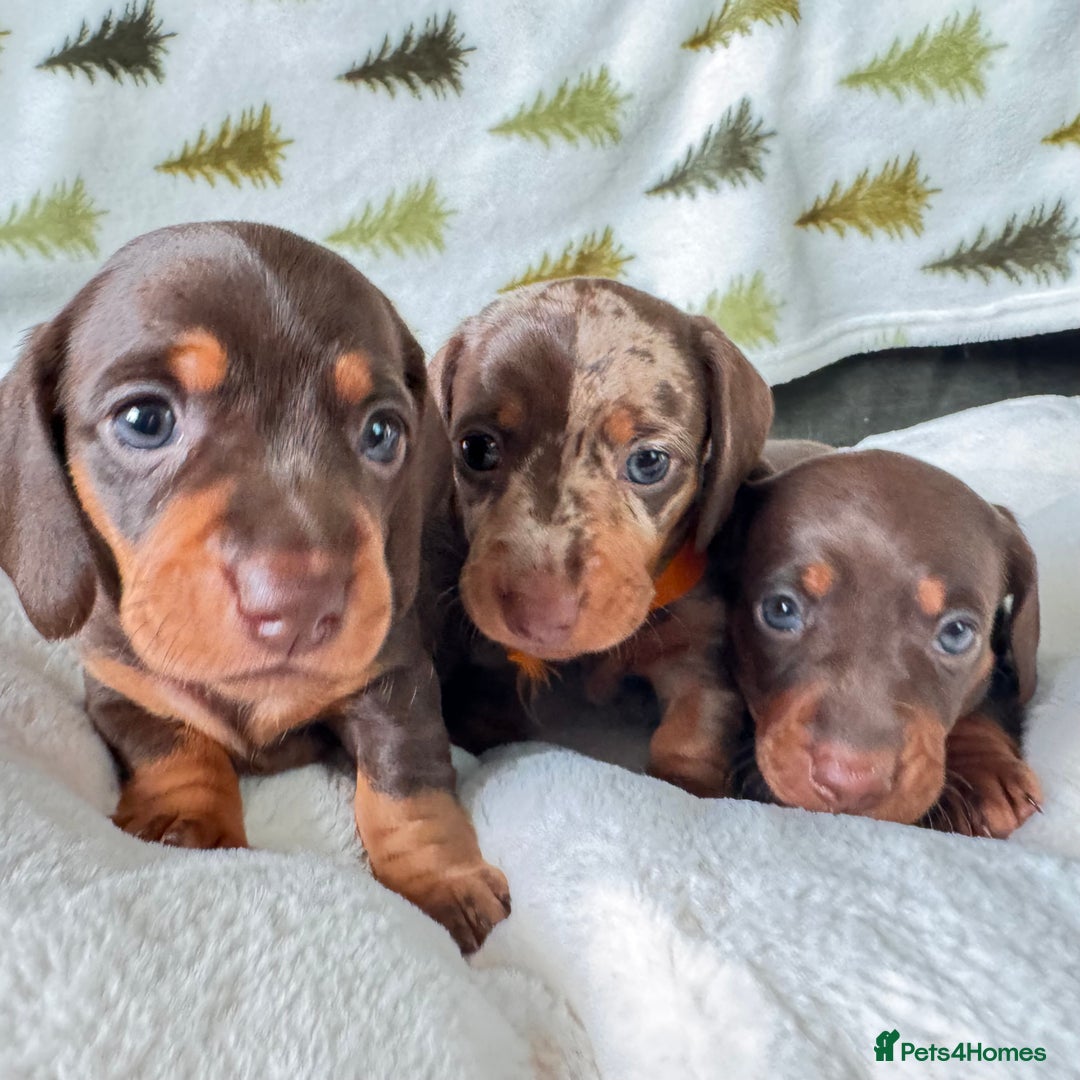Miniature Dachshund dogs for sale: 6 KC registered miniature dachshund pupps  - Advert 1