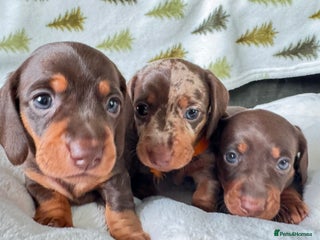 Miniature Dachshund dogs 6 stunning miniature dachshund pupps available - Advert 4