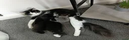 Mixed Breed cats for sale: Adorable Kittens Looking for Their Forever Homes  in Castleford - Advert 2