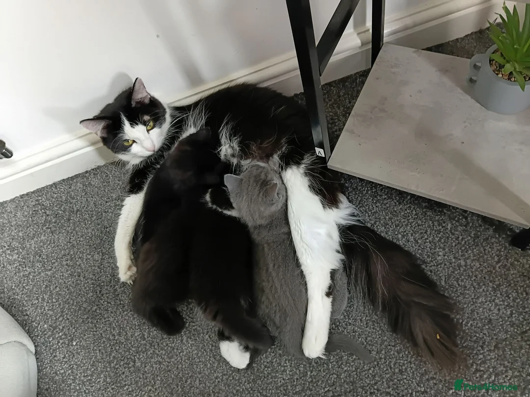 Mixed Breed cats for sale: Adorable Kittens Looking for Their Forever Homes  in Castleford - Advert 2