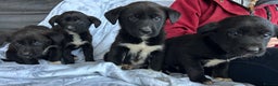 Borador dogs for sale: Borador Puppies - Advert 4