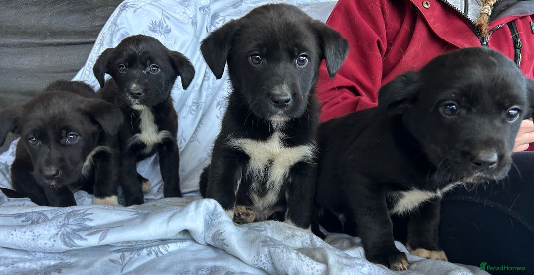Borador dogs for sale: Borador Puppies - Advert 4