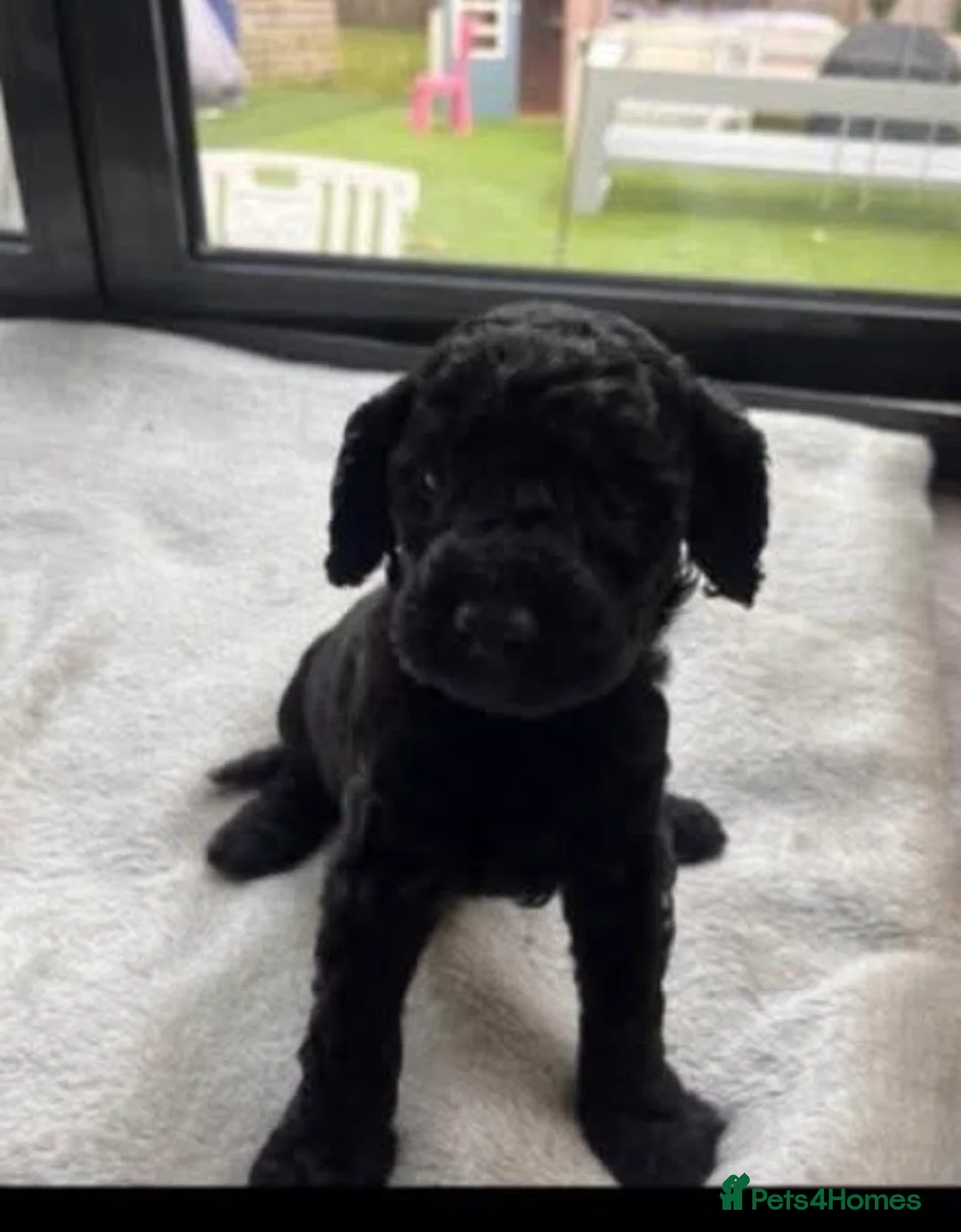 Cockapoo dogs for sale: Cockerpoo - Advert 3