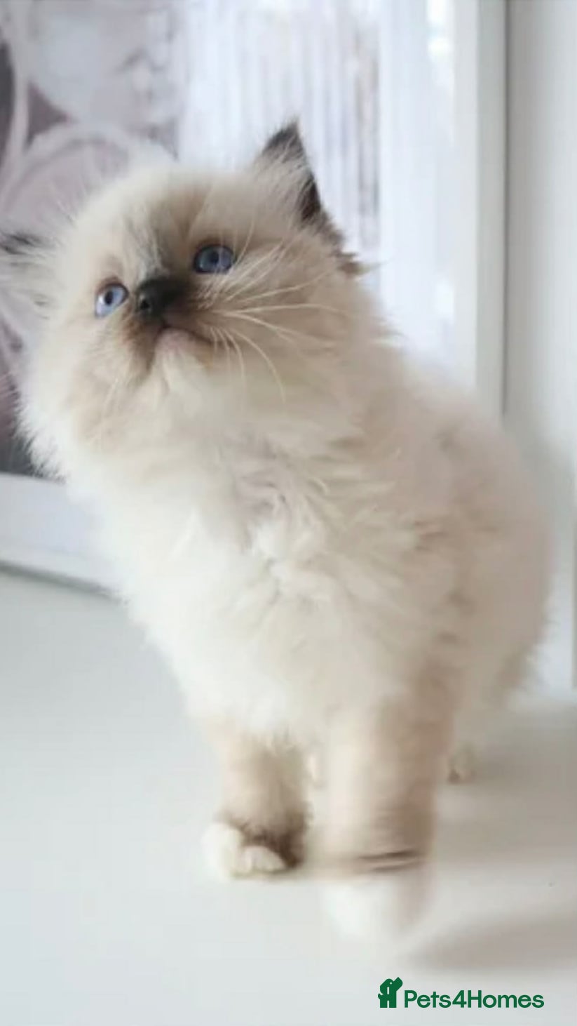 Ragdoll cats INDOOR GCCF REGISTERED RAGDOLL FEMALE KITTEN - Advert 2