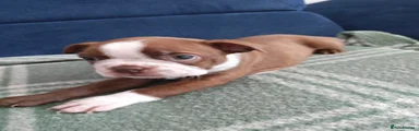 Boston Terrier 2
