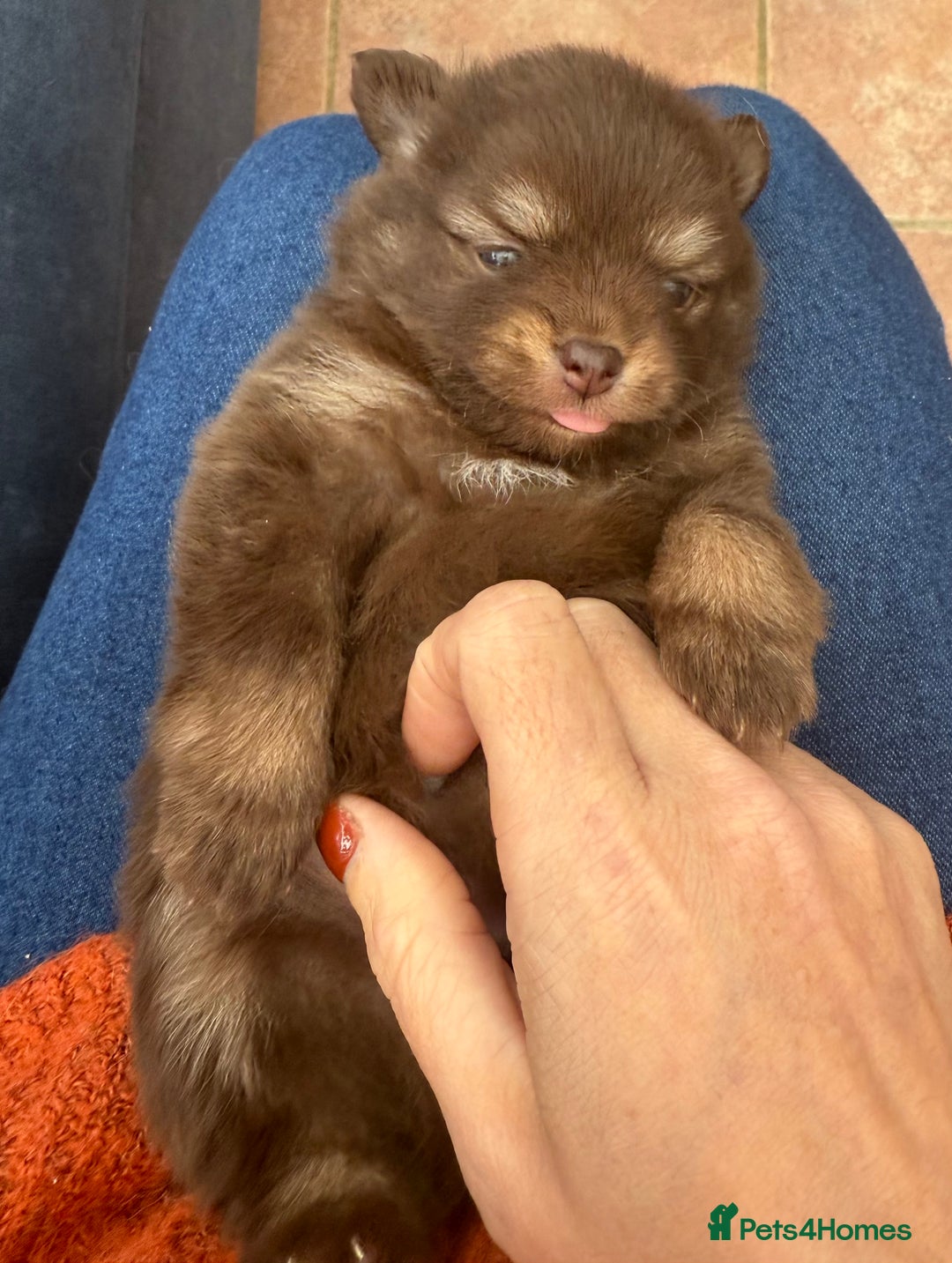 Pomchi dogs for sale: Stunning little loving girl - Image 5