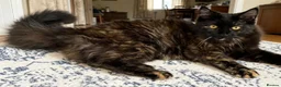 Maine Coon cats for sale: Tortie Maine Coon Female - Advert 3