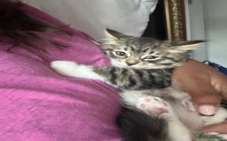Mixed Breed cats for sale: 5 kittens for Sale - Image 4