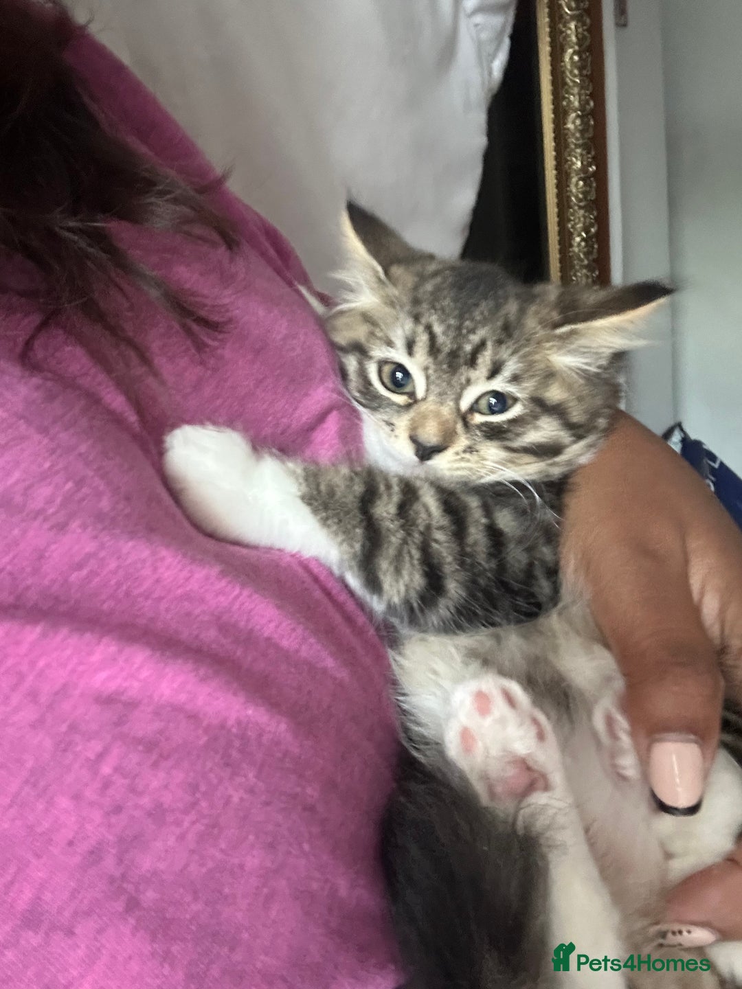 Mixed Breed cats for sale: 5 kittens for Sale - Image 4