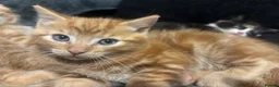 Domestic Shorthair cats for sale:  Meet Our 3 Adorable Ginger Boy Kittens 🧡 - Advert 9