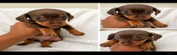 Miniature Dachshund dogs for sale: Stunning Miniature Dachshunds  - Advert 9