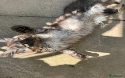Maine Coon cats for sale: Stunning Black Smoke TiCA kittens  - Image 35