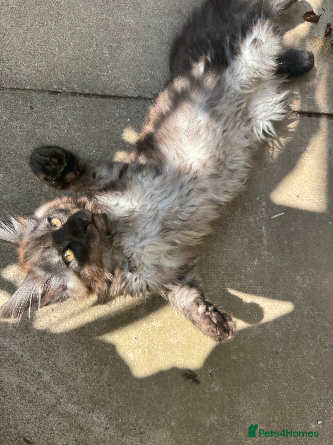 Maine Coon cats for sale: Stunning Black Smoke TiCA kittens  - Image 35