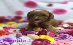 Cavapoo dogs for sale: Stunning F1 Quality Cavapoo Puppies. Dad Tested.  - Image 5