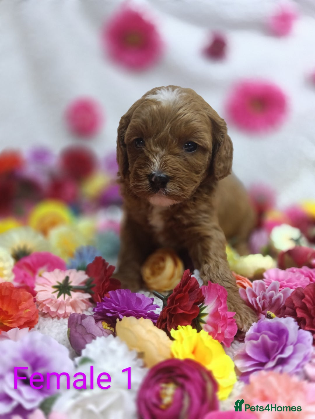 Cavapoo dogs for sale: Stunning F1 Quality Cavapoo Puppies. Dad Tested.  - Image 5
