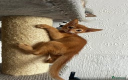 Abyssinian cats for sale: Abyssinian kittens  - Image 1