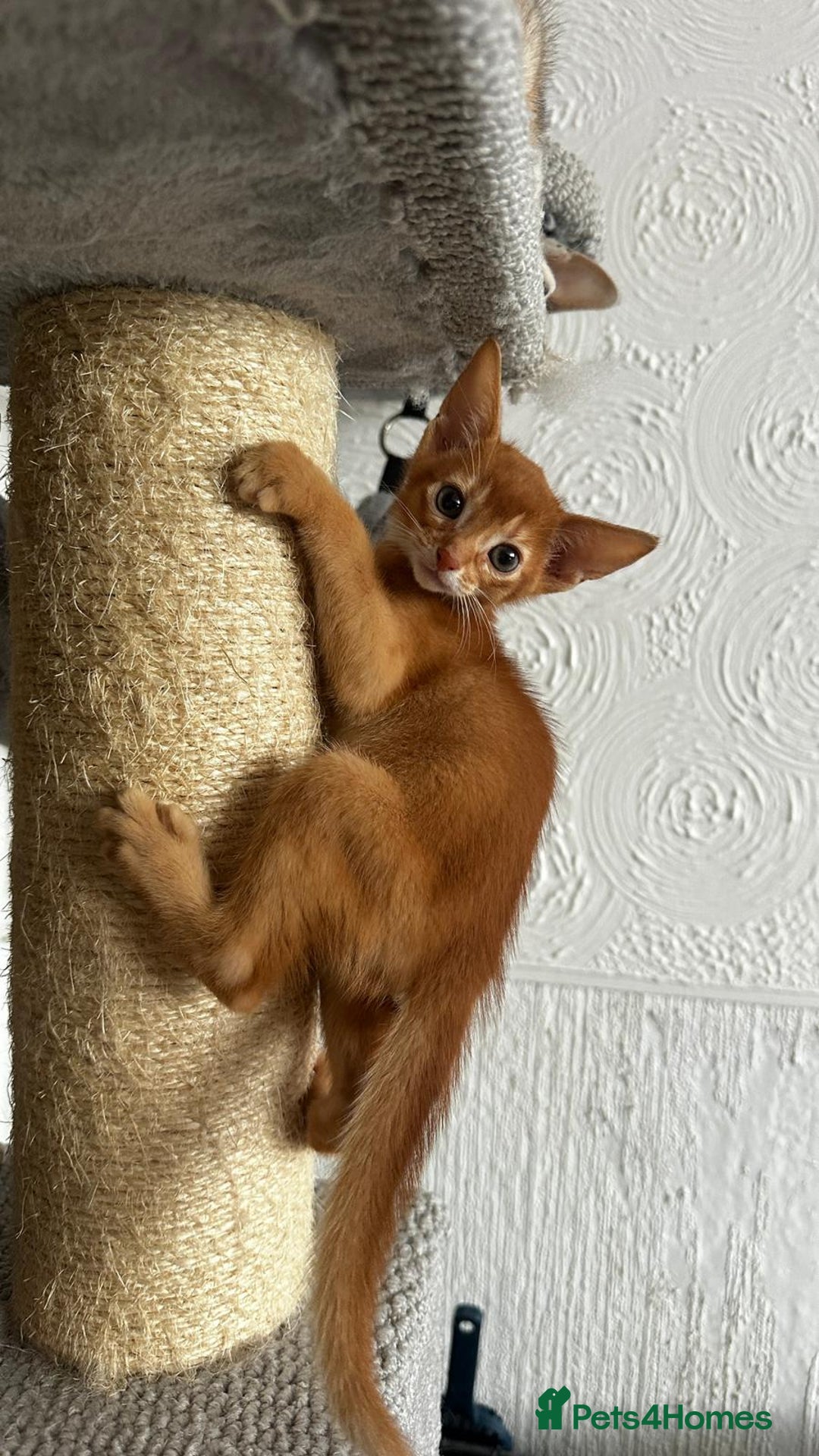 Abyssinian cats for sale: Abyssinian kittens  - Image 1