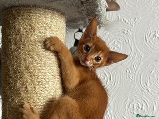Abyssinian cats for sale - Advert 1