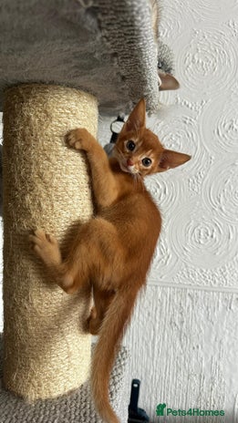 Abyssinian cats - Advert 1