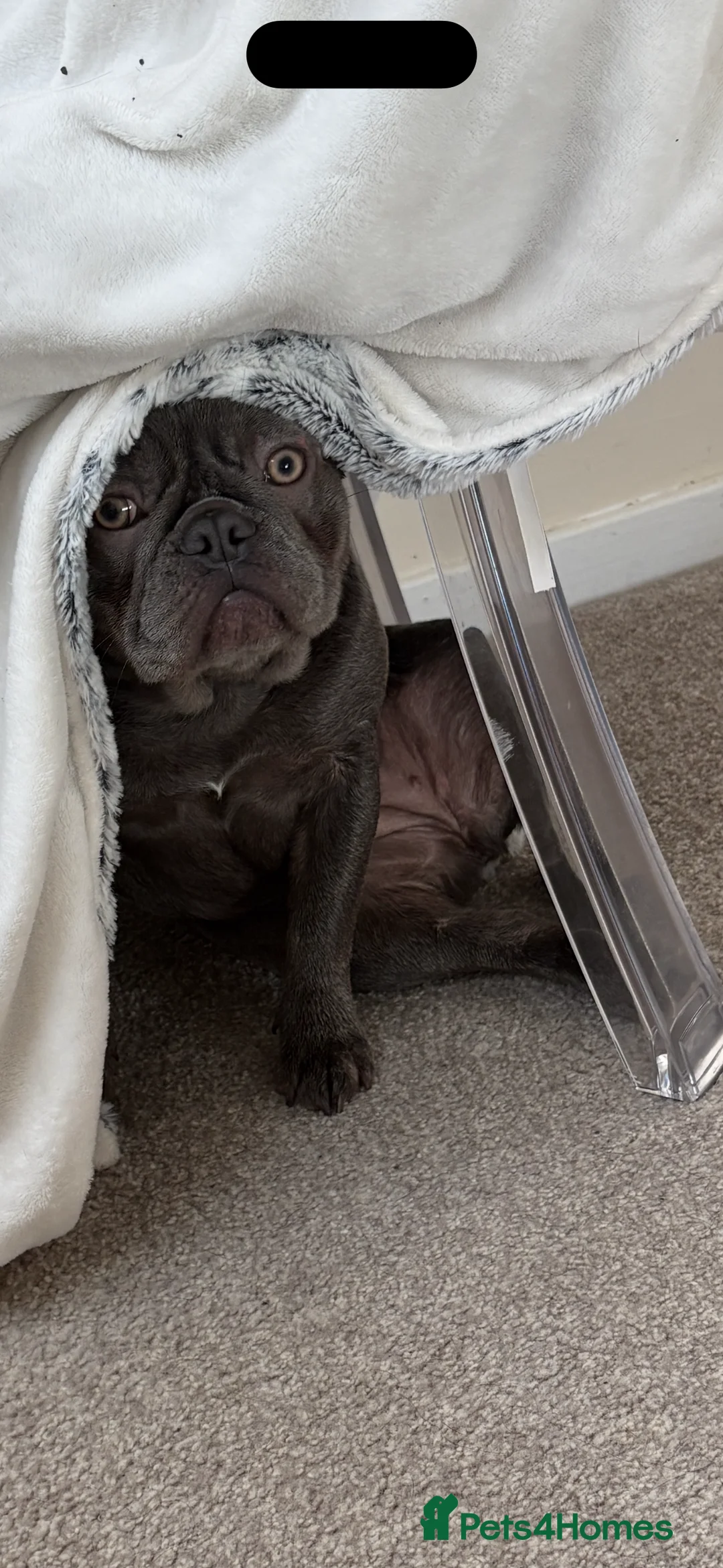 French Bulldog dogs for sale: Blue Brindle Female Frenchie – 9 Months Old 🐶 - Advert 4
