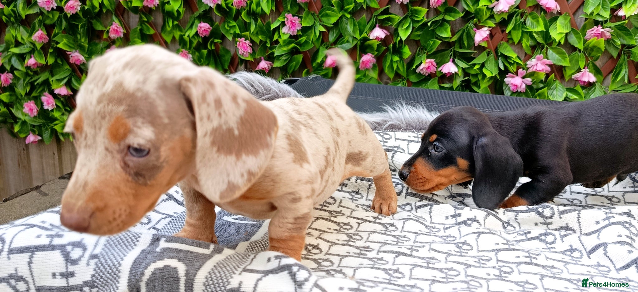 Miniature Dachshund dogs STUNNING LH /SMOOTH MINI KC REG PRA CLR - Advert 10