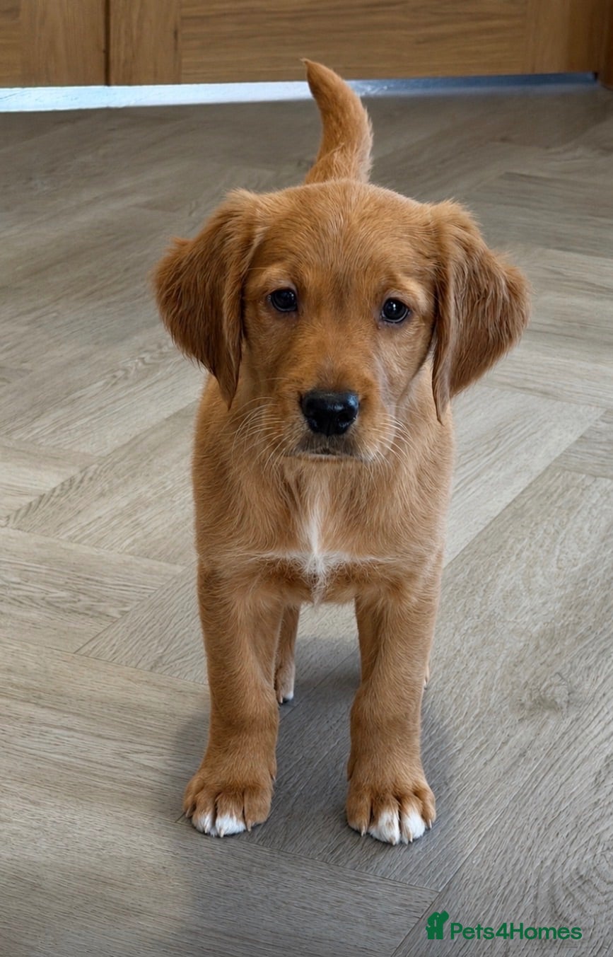 Golden Retriever dogs Two beautiful female kennel club registered  - Advert 12