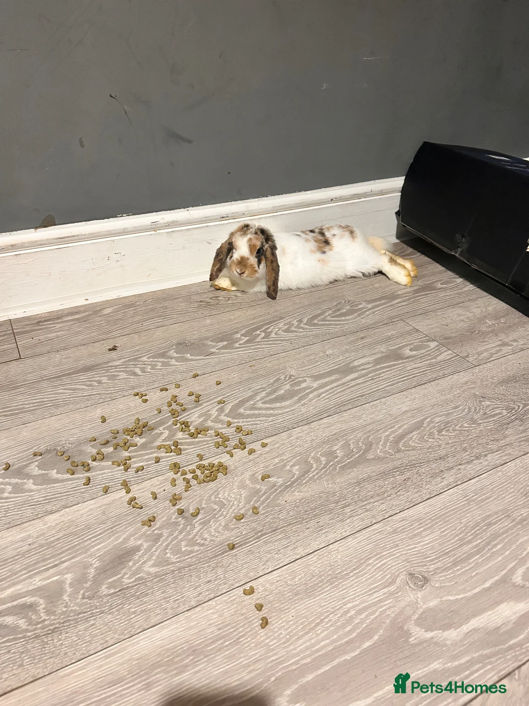 Mini Lion Lop rabbits for sale: Unsex rabbit for sale - Advert 2