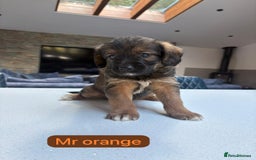 Mixed Breed dogs for sale: Outstanding Saint Bernadoodle Puppies  - Image 25