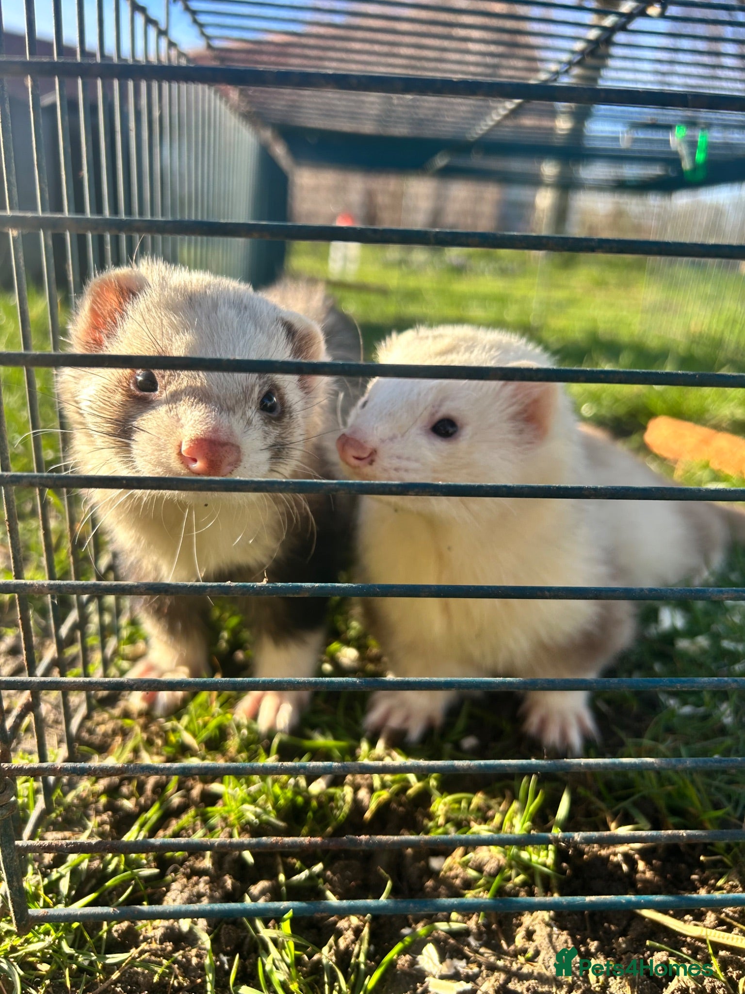 Ferret rodents Two friendly pet Hobbs  - Advert 1