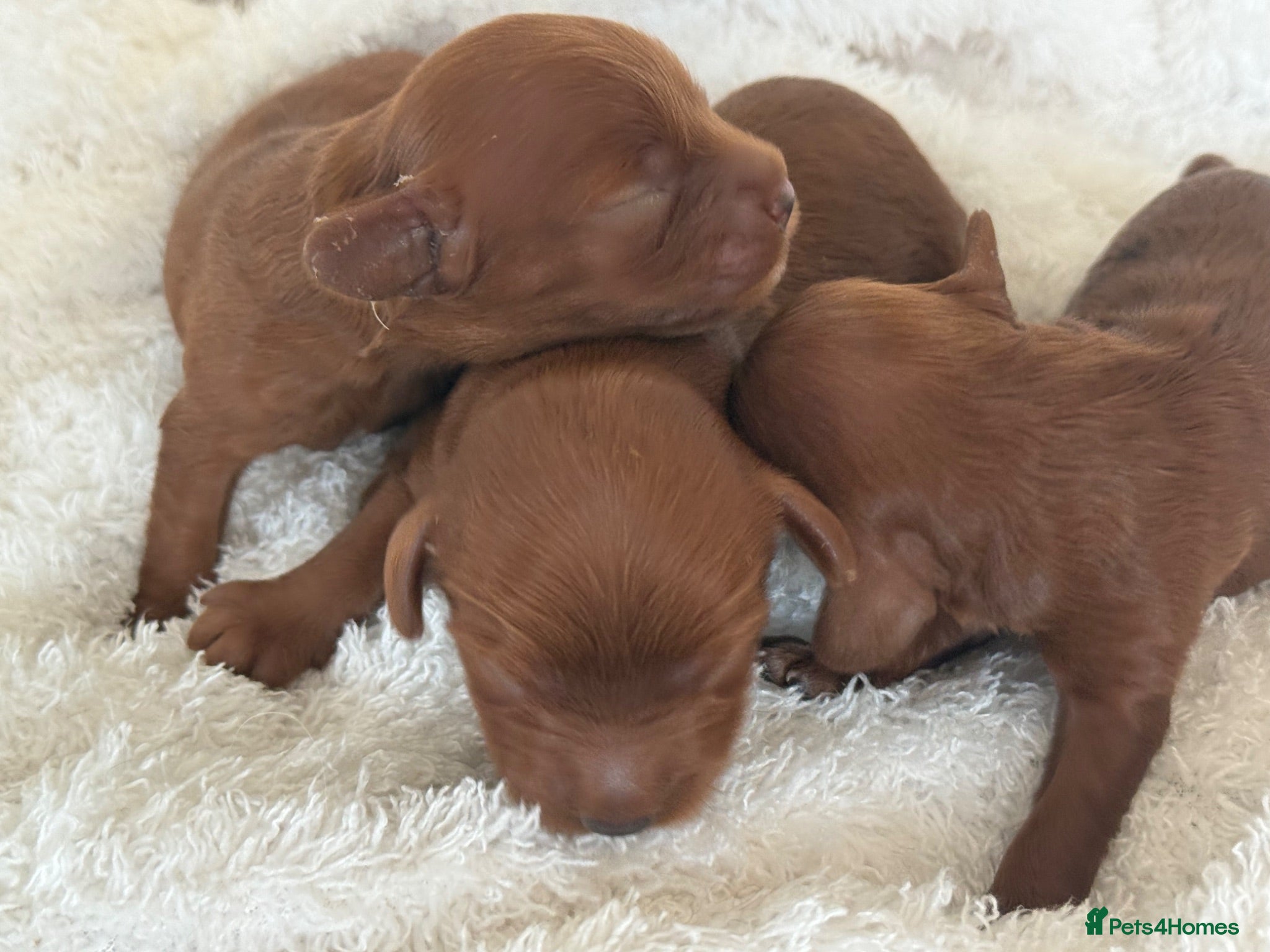 Cavapoo dogs Stunning deep dark red F1 Cavapoo’s - Advert 1