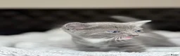 British Shorthair cats for sale: Cuddly grey kittens  - Advert 30