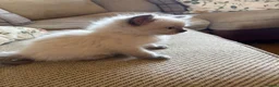Ragdoll cats for sale: Beautiful Pure Ragdoll kittens - Advert 38