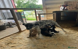 Lurcher dogs for sale: Lurcher pups - Image 6