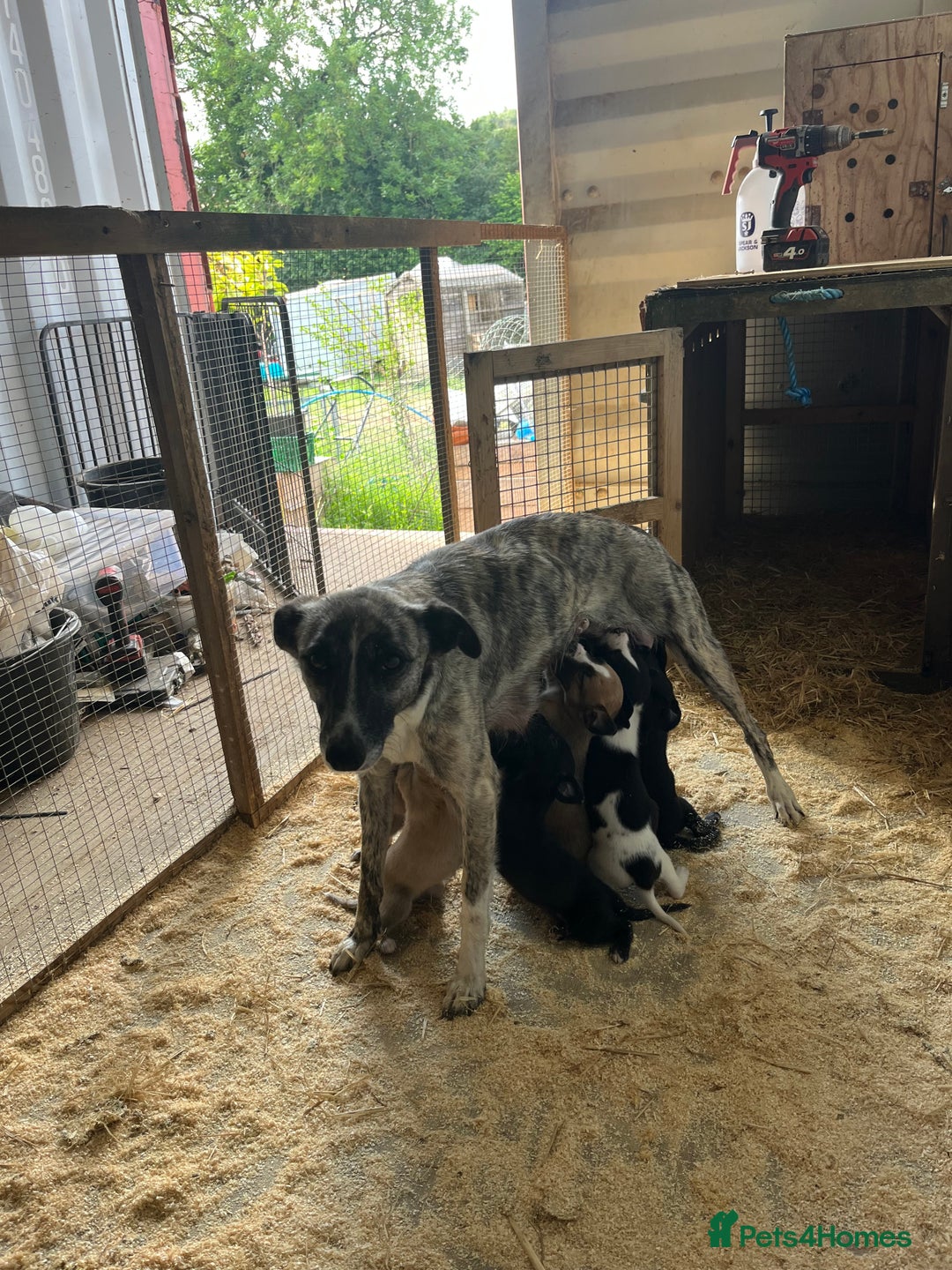 Lurcher dogs for sale: Lurcher pups - Image 6