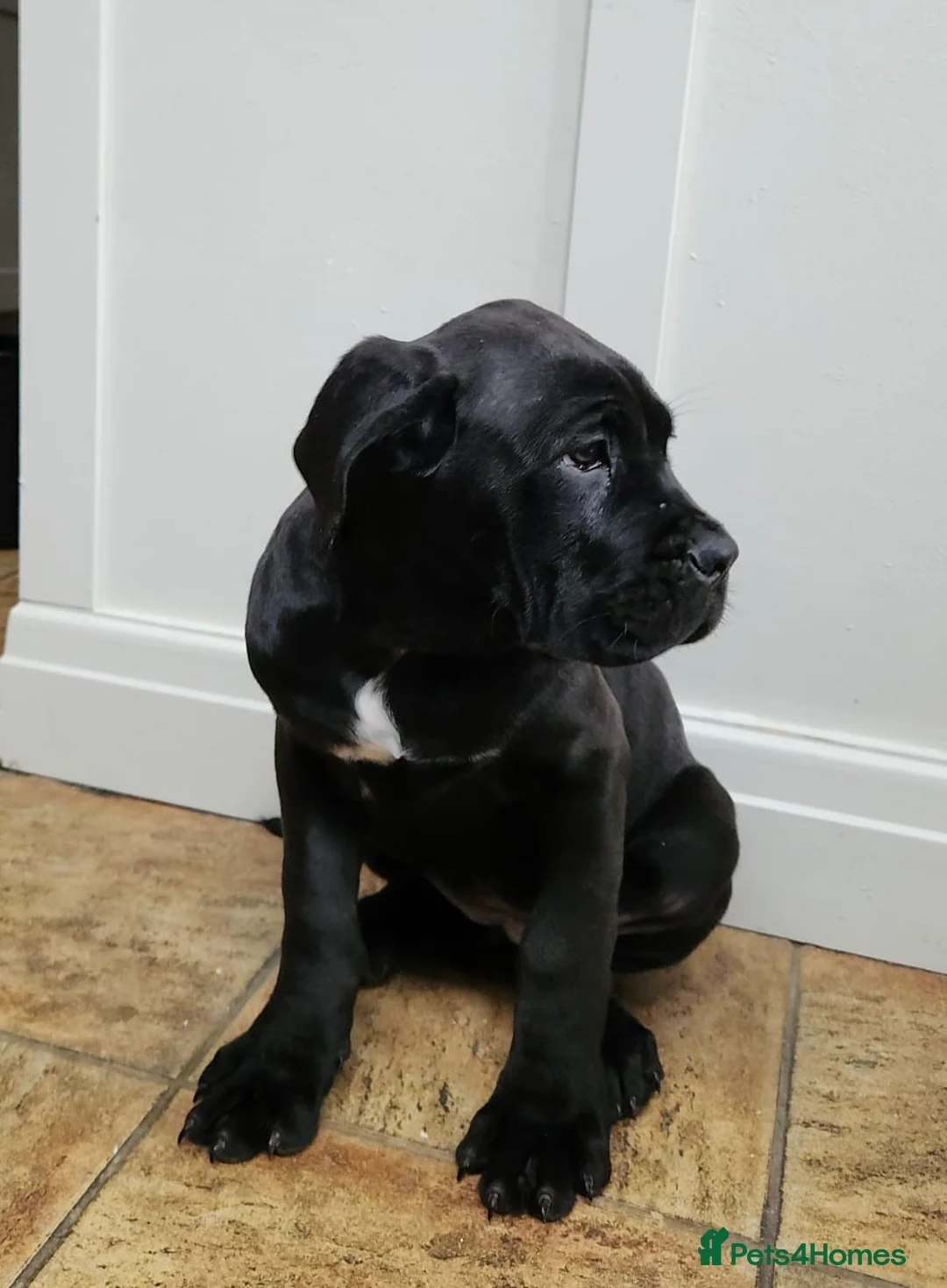 Cane Corso dogs for sale: Champion Blood Line Cane Corso Puppies - Advert 5