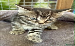 Persian cats for sale: Gorgeous British short hair cross persian in Bordon - Image 4