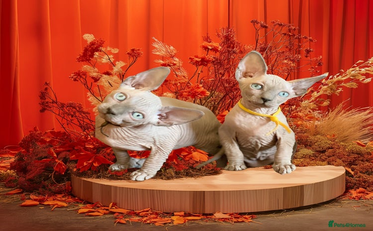 Sphynx cats - Advert 2