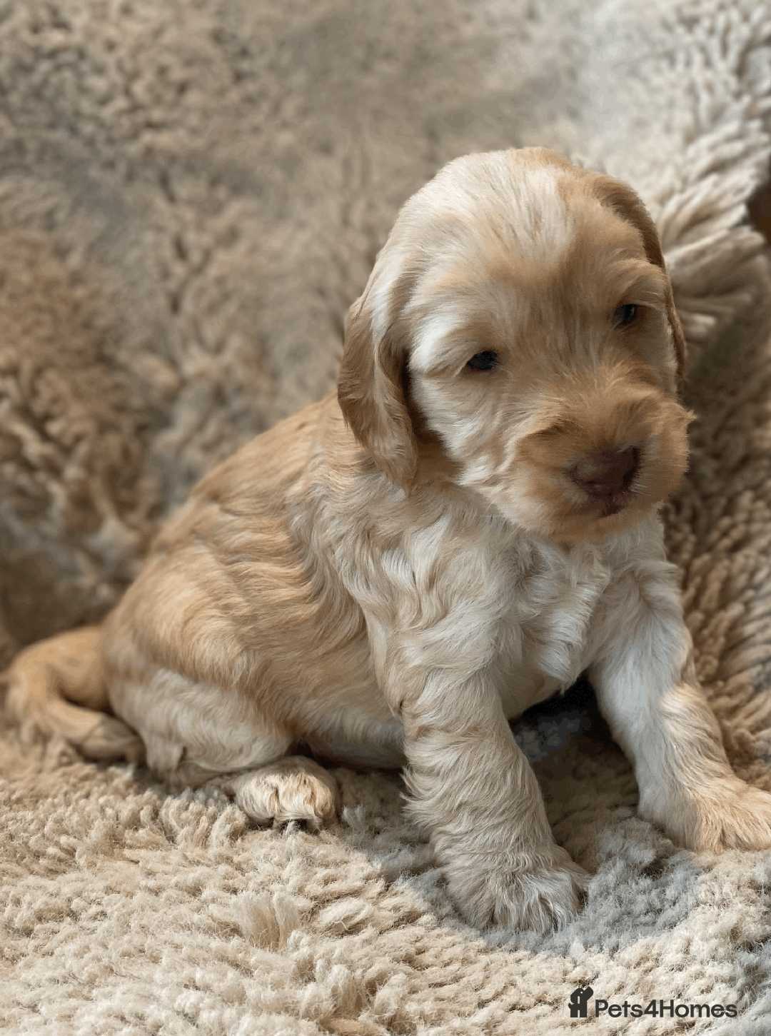 Cockapoo dogs for sale: cockapoo F1 - Image 9