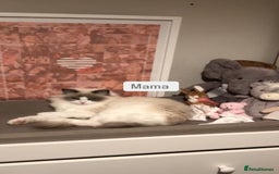 Ragdoll cats for sale: Female kitten become available! Pure Ragdoll in Derby - Image 10