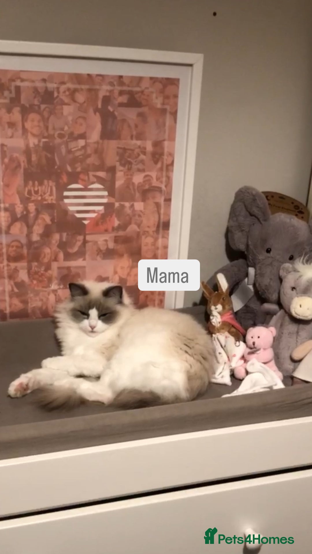 Ragdoll cats for sale: Female kitten become available! Pure Ragdoll in Derby - Image 10