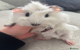 Guinea Pig rodents for sale: Female baby Guinea Pigs - Image 5