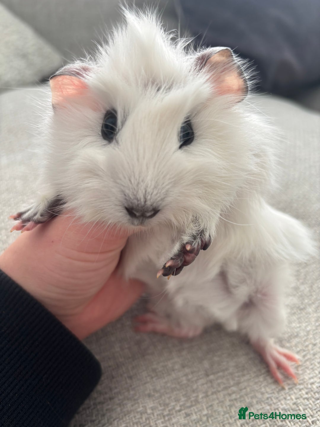 Guinea Pig rodents for sale: Female baby Guinea Pigs - Image 5