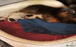 Pomeranian dogs for sale: XS Pomeranians  - Image 9