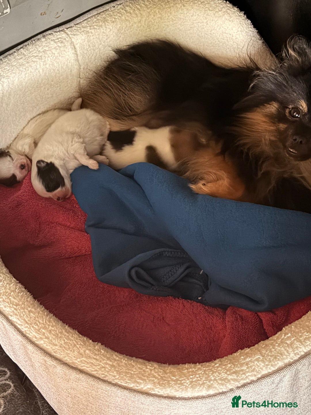 Pomeranian dogs for sale: XS Pomeranians  - Image 9