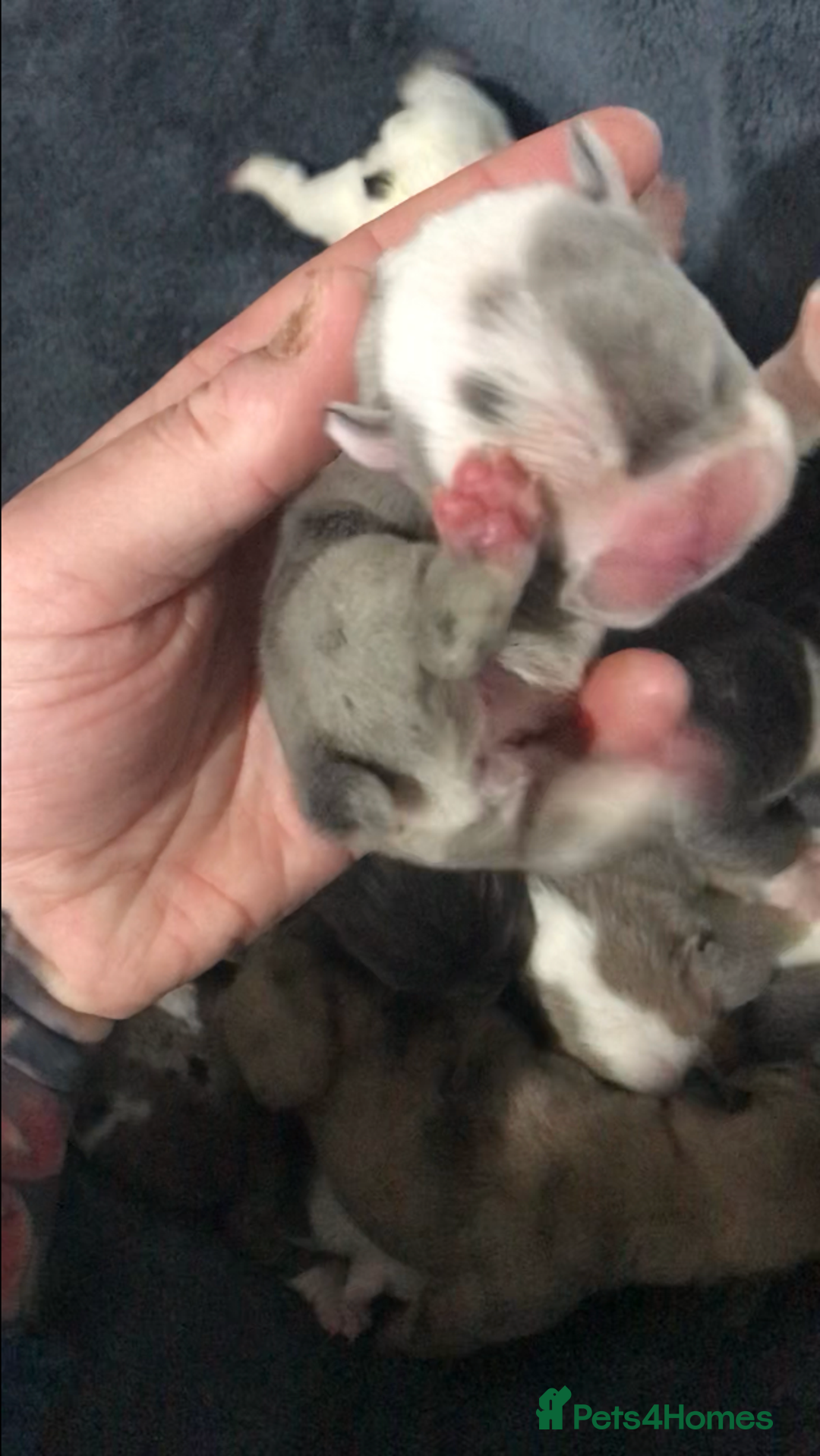French Bulldog dogs for sale: French bulldog kc registered  - Image 5