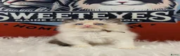 Ragdoll cats for sale: BEST RAGDOLL KITTENS CHAMPIONS PARENTS EU ACTIVE - Advert 15