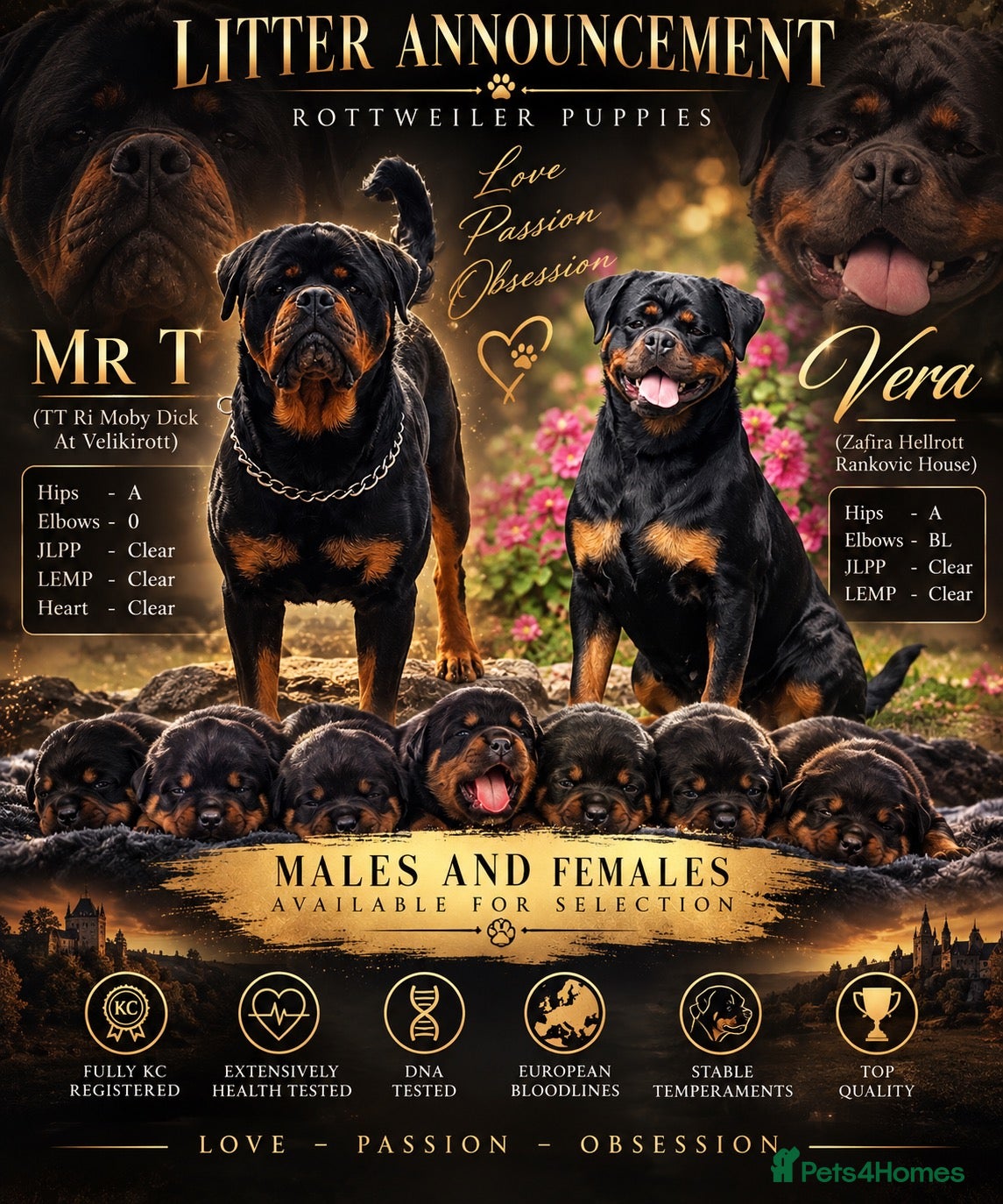 Rottweiler dogs ⭐️ Outstanding Rottweiler Puppies ⭐️ - Advert 6