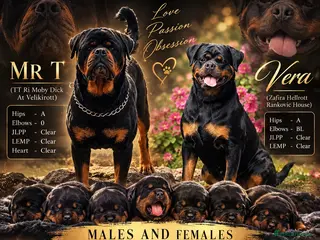 Rottweiler dogs ⭐️ Outstanding Rottweiler Puppies ⭐️ - Advert 6