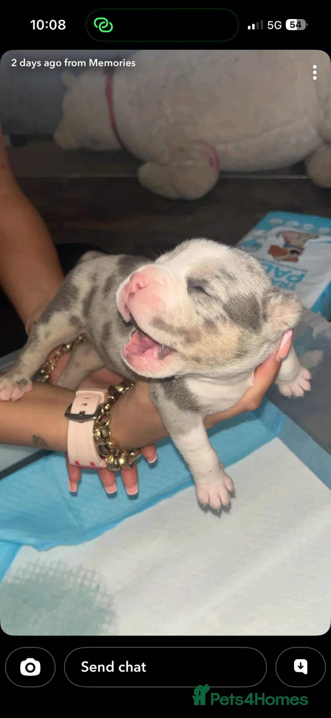 American Bully dogs for sale: American pocket bully’s  - Advert 2